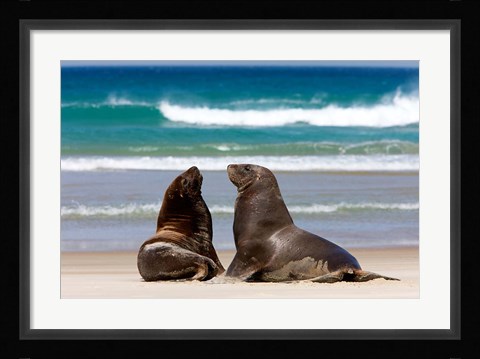 Framed New Zealand, South Island, Hooker's Sea Lion Print
