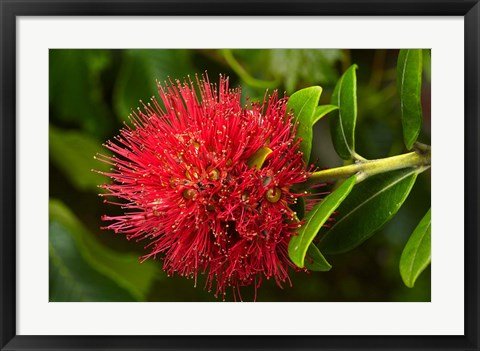 Framed Pohutukawa Flower, Dunedin, South Island, New Zealand Print