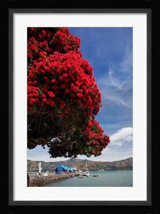 Framed Pohutukawa tree and Akaroa Harbour, Akaroa, Banks Peninsula, Canterbury, South Island, New Zealand Print
