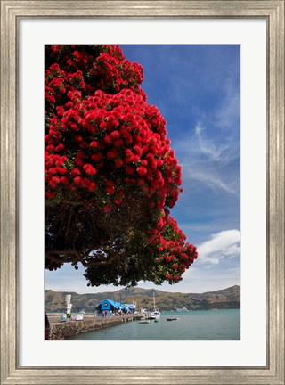 Framed Pohutukawa tree and Akaroa Harbour, Akaroa, Banks Peninsula, Canterbury, South Island, New Zealand Print
