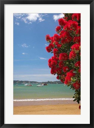 Framed Pohutukawa tree, beach, Paihia, North Island, New Zealand Print