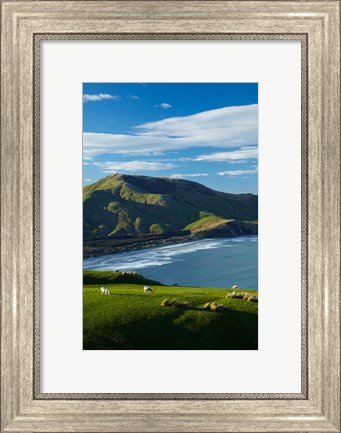 Framed Sheep grazing near Allans Beach, Dunedin, Otago, New Zealand Print