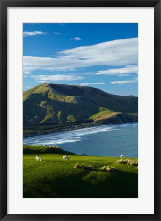 Framed Sheep grazing near Allans Beach, Dunedin, Otago, New Zealand Print