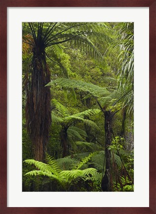 Framed Tree ferns, Manginangina Kauri Walk, Puketi Forest, near Kerikeri, North Island, New Zealand Print