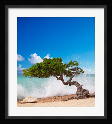 Framed Divi Divi Tree, Eagle Beach, Aruba, Caribbean Print