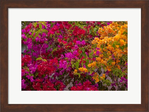 Framed Bougainvillea flowers, Princess Cays, Eleuthera, Bahamas Print