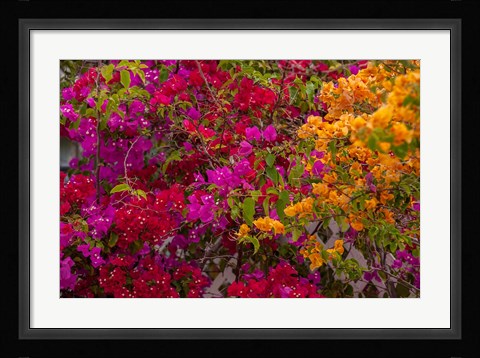 Framed Bougainvillea flowers, Princess Cays, Eleuthera, Bahamas Print