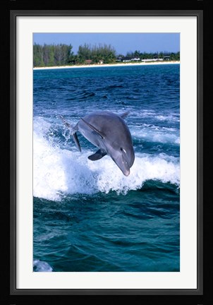 Framed Dolphin Jumping, Grand Bahama, Bahamas Print