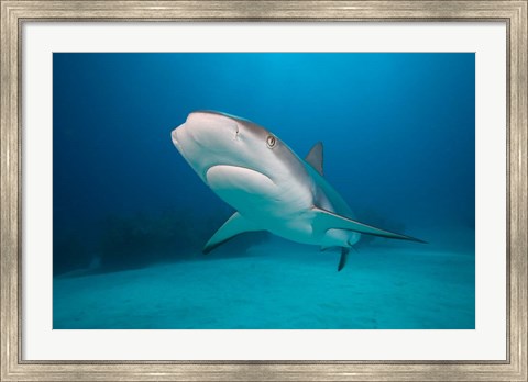 Framed Bahamas, Freeport, Caribbean Reef Shark swimming Print