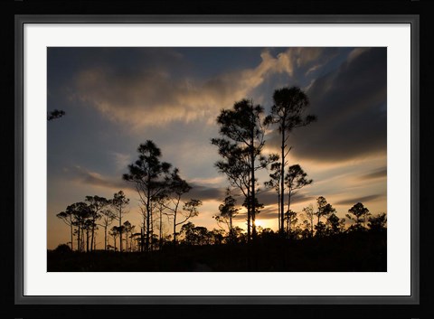 Framed Bahamas, Lucaya NP, Setting sun on Caribbean Pine Trees Print