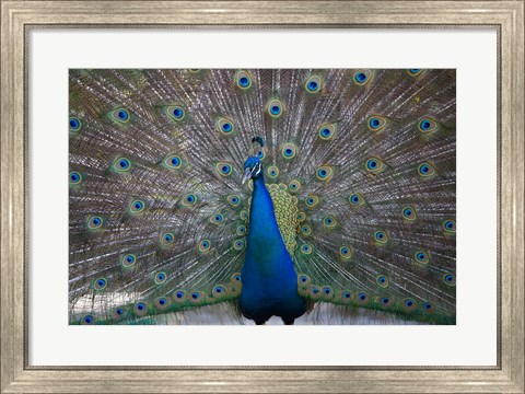 Framed Bahamas, Nassau, Indian Peacock patterns Print