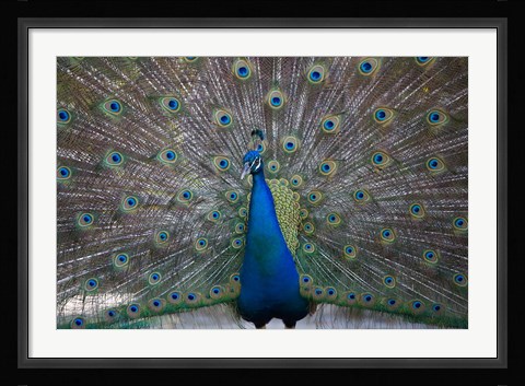 Framed Bahamas, Nassau, Indian Peacock patterns Print