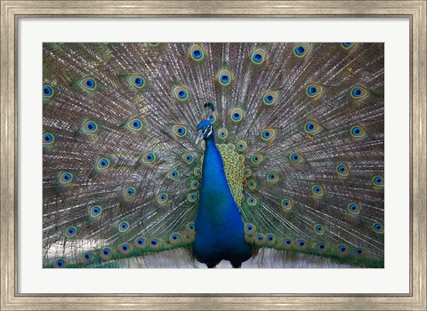 Framed Bahamas, Nassau, Indian Peacock patterns Print