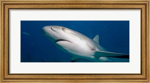 Framed Bahamas, New Providence Island, Caribbean Reef Sharks Print