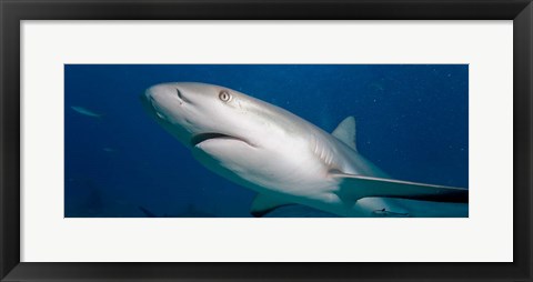 Framed Bahamas, New Providence Island, Caribbean Reef Sharks Print