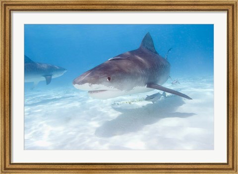 Framed Tiger Sharks, Northern Bahamas Print