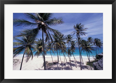 Framed Palm Trees on St Philip, Barbados, Caribbean Print