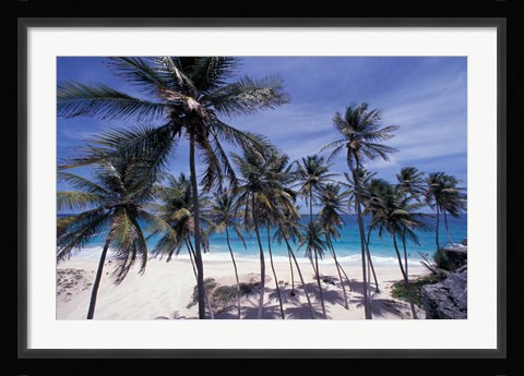 Framed Palm Trees on St Philip, Barbados, Caribbean Print