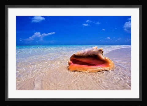 Framed Conch at Water's Edge, Pristine Beach on Out Island, Bahamas Print