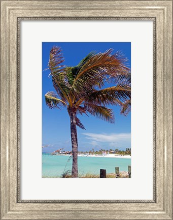 Framed Palm Tree of Castaway Cay, Bahamas, Caribbean Print