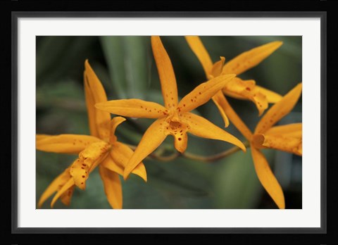 Framed Orange Orchids, Barbados, Caribbean Print