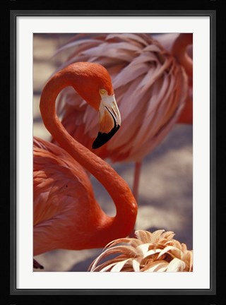 Framed Pink Flamingo in Ardastra Gardens and Zoo, Bahamas, Caribbean Print