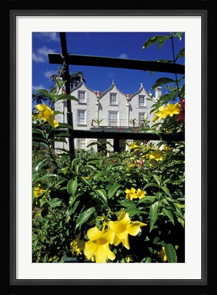 Framed Yellow flowers, St Nicholas Abbey, St Peter Parish, Barbados, Caribbean Print