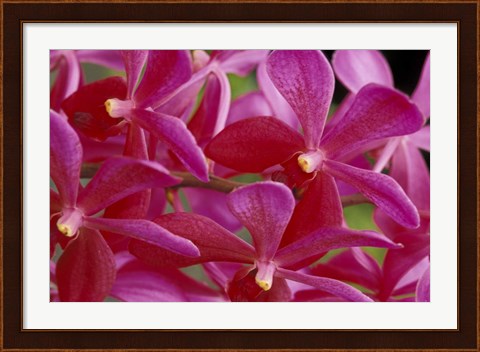 Framed Pink Orchids, Barbados, Caribbean Print