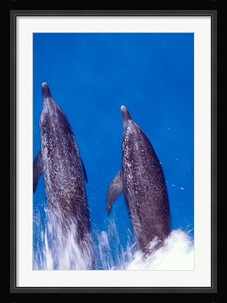 Framed Atlantic Spotted Dolphins, Bimini, Bahamas Print