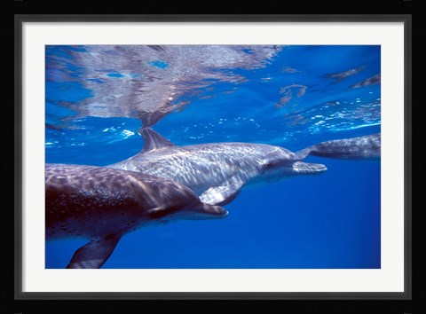 Framed Pair of Atlantic Spotted Dolphins, Bimini, Bahamas Print