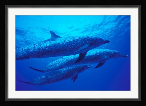 Framed Three Spotted Dolphins, Bahamas, Caribbean Print