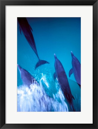 Framed Atlantic Spotted Dolphins standing, Bimini, Bahamas Print