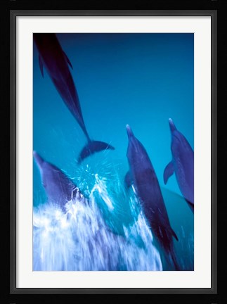 Framed Atlantic Spotted Dolphins standing, Bimini, Bahamas Print