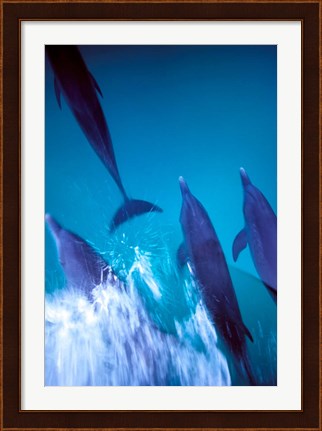 Framed Atlantic Spotted Dolphins standing, Bimini, Bahamas Print