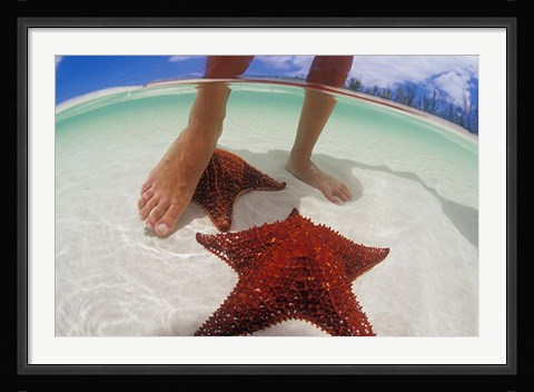 Framed Starfish and Feet, Bahamas, Caribbean Print