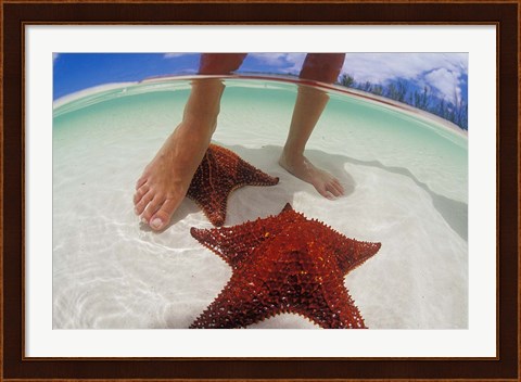 Framed Starfish and Feet, Bahamas, Caribbean Print