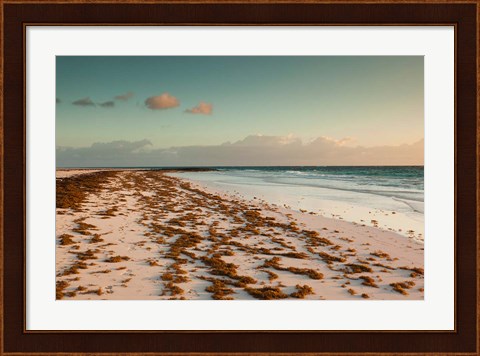 Framed Bahamas, Eleuthera, Harbor Island, Pink Sand Beach with seaweed Print