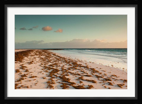 Framed Bahamas, Eleuthera, Harbor Island, Pink Sand Beach with seaweed Print