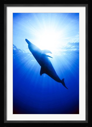 Framed Atlantic Spotted Dolphin, Bahamas Print