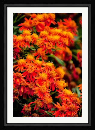 Framed Flora along the Beach at Spanish Wells in the Bahamas Print