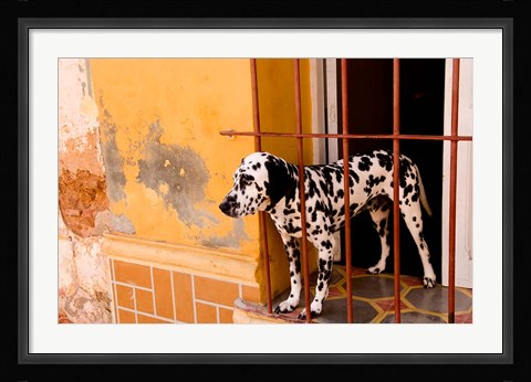 Framed Spotted dog and colorful wall in Trinidad Cuba Print
