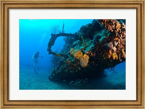 Framed Scuba diver, RMS Rhone wreck, British Virgin Isl Print