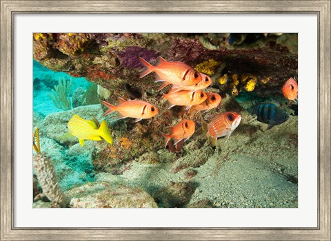 Framed Soldierfish, grunts, Tortola, BVI Print