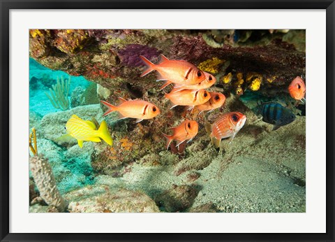 Framed Soldierfish, grunts, Tortola, BVI Print
