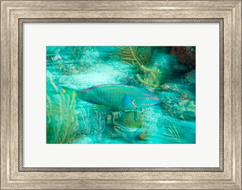 Framed Stoplight Parrotfish, Virgin Gorda Island, British Virgin Islands, Caribbean Print
