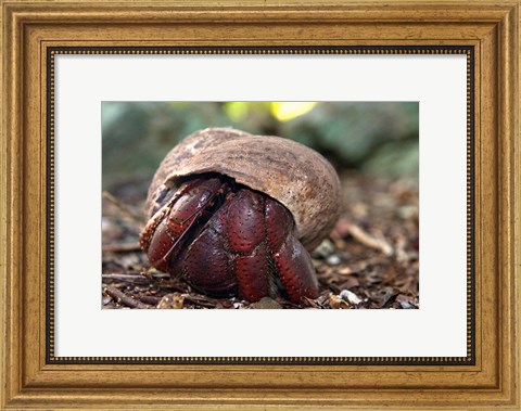 Framed Hermit crab (crustacean), Virgin Islands Print