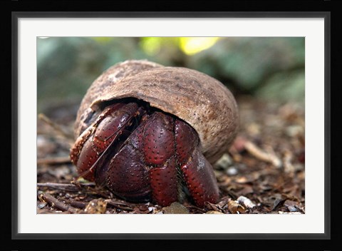 Framed Hermit crab (crustacean), Virgin Islands Print