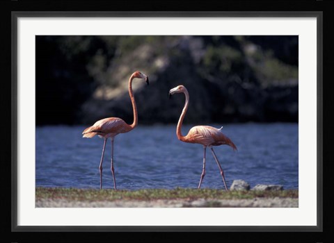 Framed Pink Flamingos on Lake Goto Meer, Bonaire, Caribbean Print