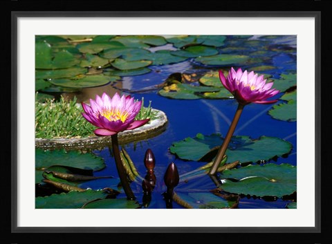 Framed Water Lillies in Reflecting Pool at Palm Grove Gardens, Barbados Print