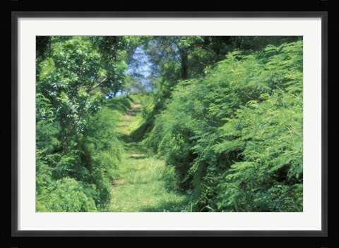 Framed View of Path Through Trees, Bermuda, Caribbean Print